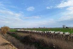 20240216 Instalación de tubería de hormigón que sustituye a la zanja a cielo abierto 4