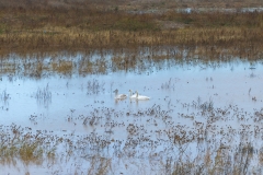 20231202 zona húmeda creada en el meandro