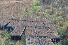 20240206 Plantaciones durante la restauración medioambiental del meandro de La Roza. Ejemplares llegados de vivero