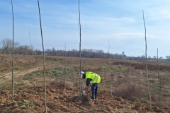 20240206 Plantaciones durante la restauración medioambiental del meandro de La Roza 3