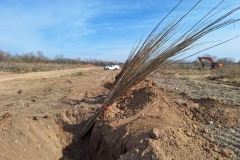 20240206 Plantaciones durante la restauración medioambiental del meandro de La Roza 2