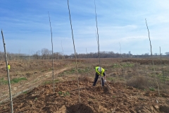 20240206 Plantaciones durante la restauración medioambiental del meandro de La Roza