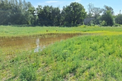 Cubierta herbácea para el mantenimiento del cauce de alivio en el meandro de La Roza, Alfaro, La Rioja