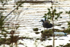 “Vida y Muerte”. Laura Barrau. Accesit del II Concurso Fotográfico Ebro Resilience