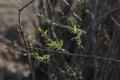10-Plantación de especies de ribera en la antigua chopera