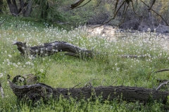 11-Primavera en la zona de actuación