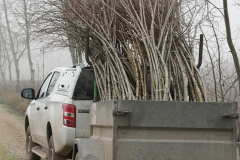Plantaciones en la antigua chopera