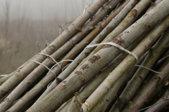 Plantaciones en la antigua chopera