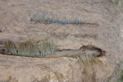 Plantaciones en la antigua chopera