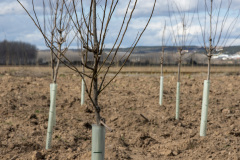 Plantaciones de olmo en la antigua chopera