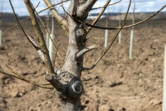 Plantaciones de olmo en la antigua chopera