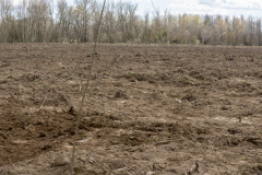 Plantaciones en la antigua chopera