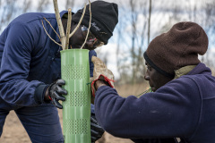 Plantaciones de olmo en la antigua chopera