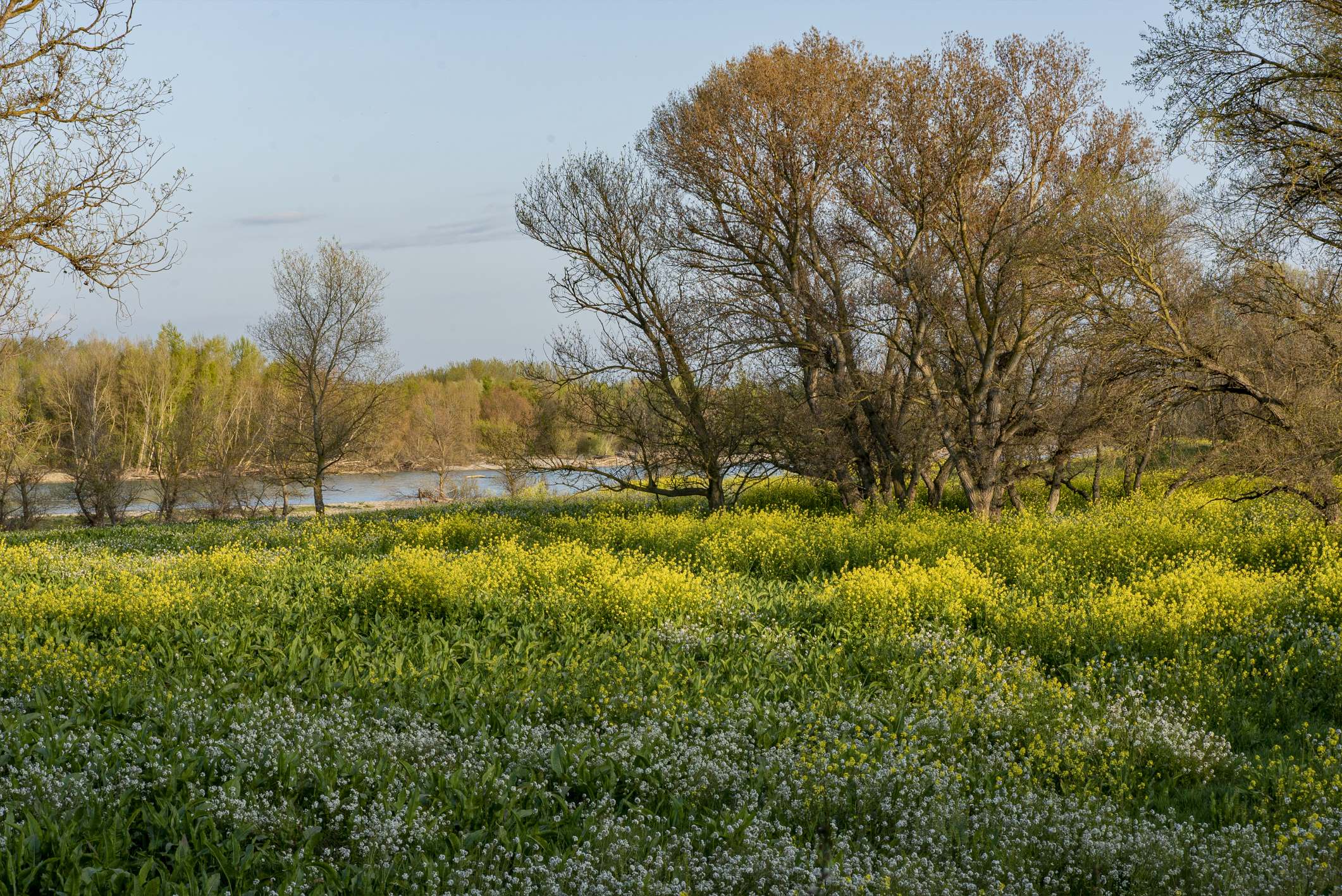 La restauración del Ebro en Alfaro muestra sus primeros beneficios al ecosistema
