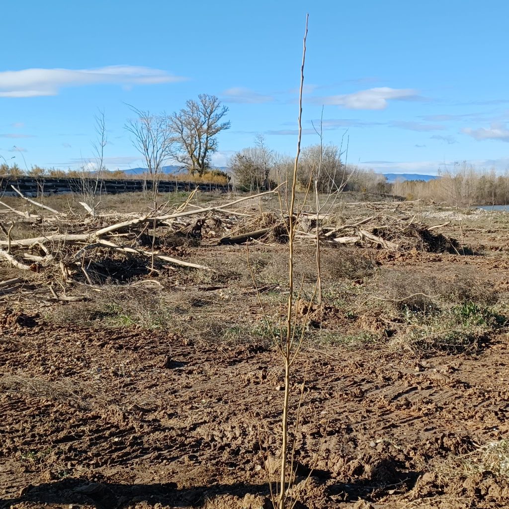 Al fondo, retención de arrastres por los chopos plantados en febrero. En primer plano, las nuevas plantaciones