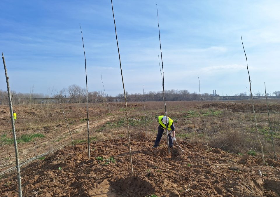 Plantación realizada durante la restauración ambiental en el meandro de La Roza, en Alfaro, La Rioja.