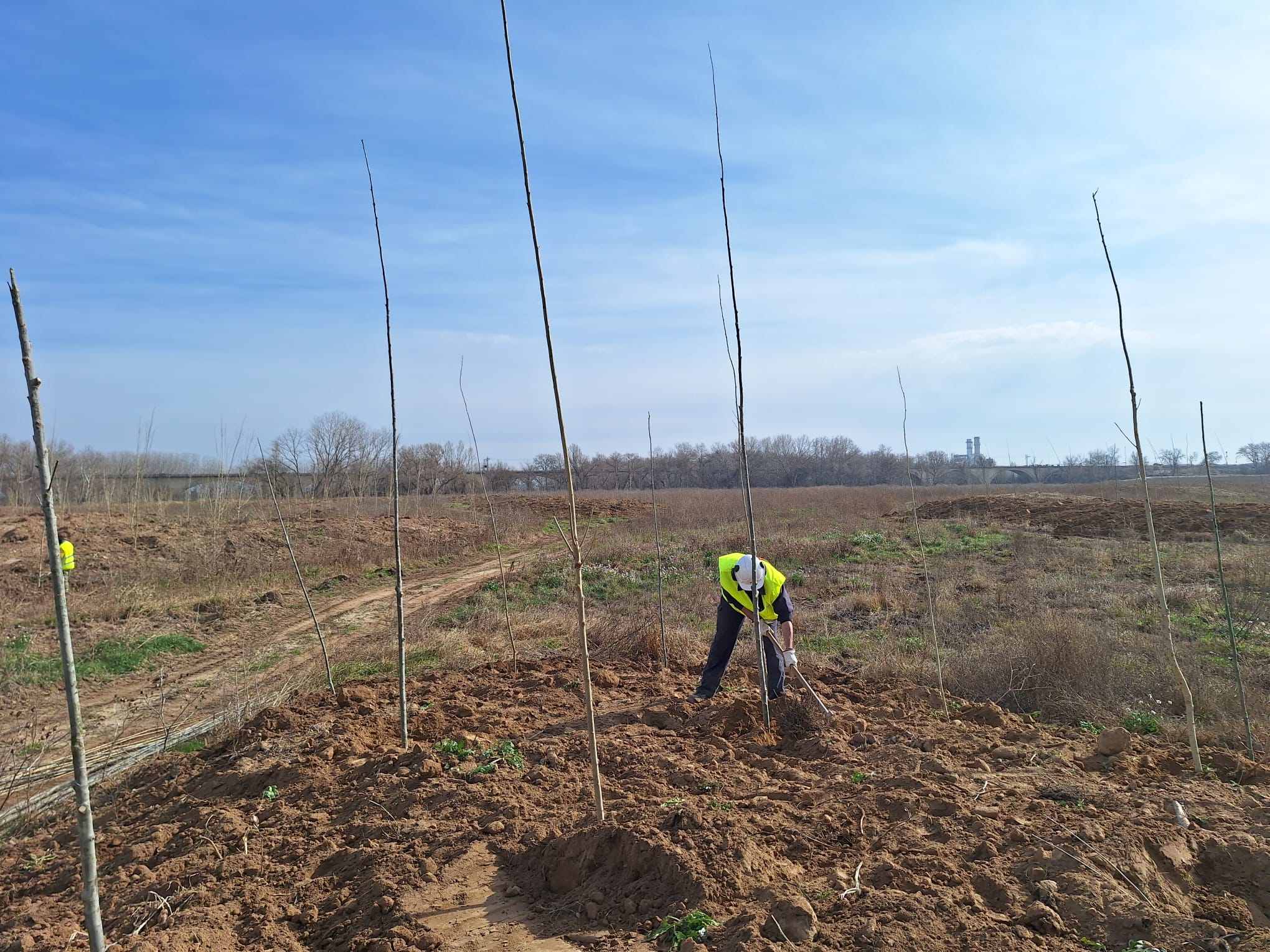 Plantación realizada durante la restauración ambiental en el meandro de La Roza, en Alfaro, La Rioja.
