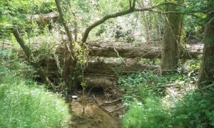 Taponamiento en el cauce.