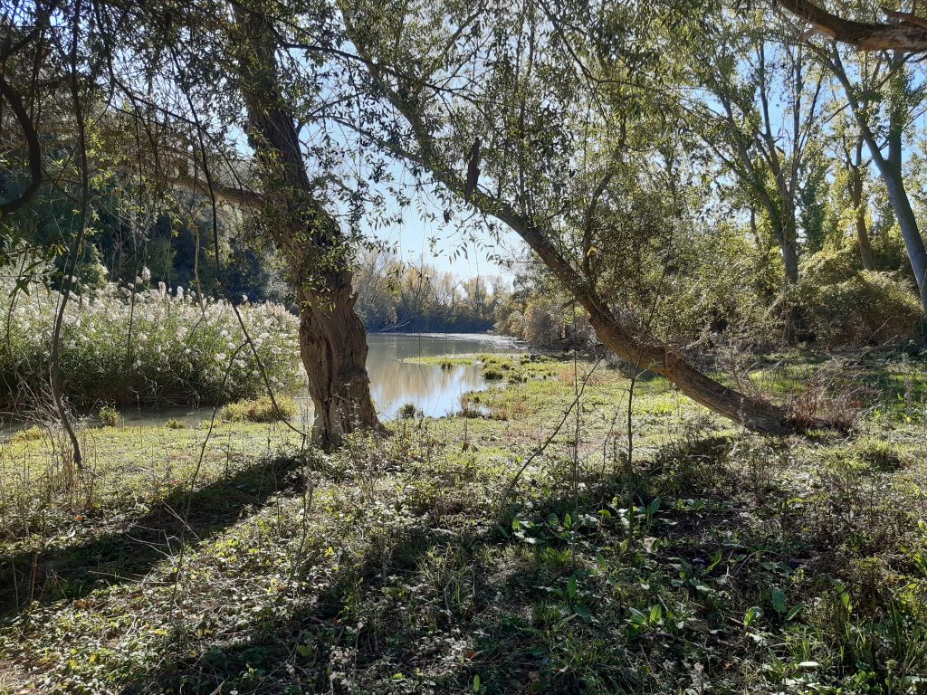 Soto de ribera. Soto de Alfaro, La Rioja.
