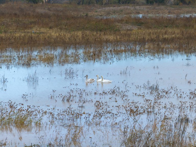 Humedal La Roza, Alfaro.