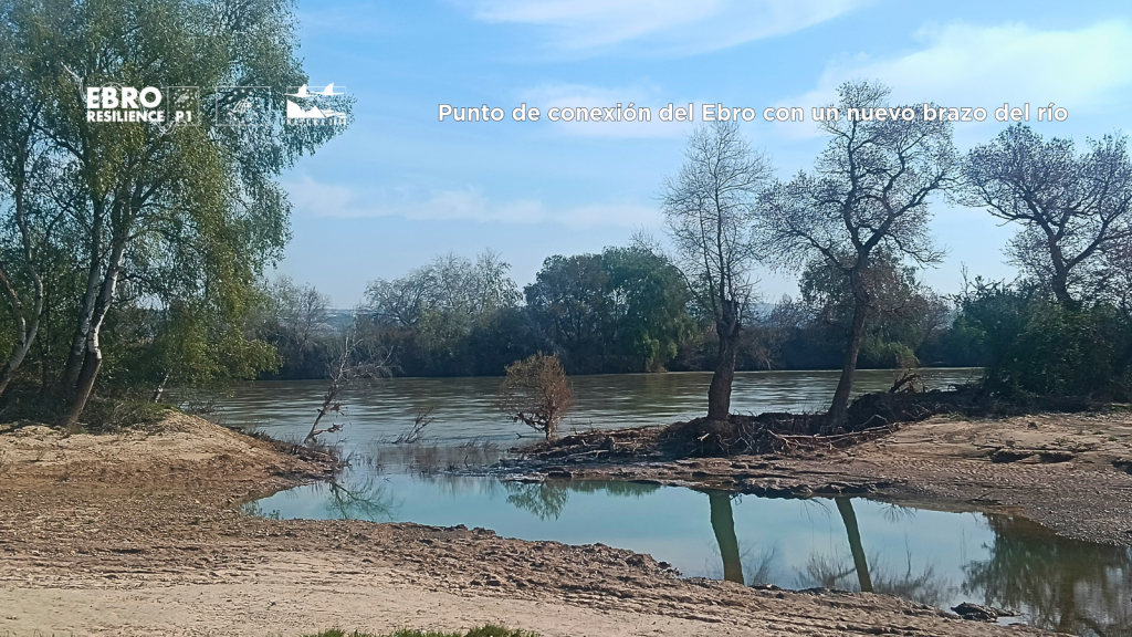 Entrada de agua a brazo de río en meandro de Aguilar (Fuentes de Ebro - Osera de Ebro)