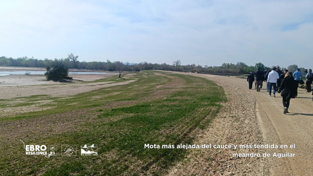 Nueva mota en el meandro de Aguilar (Osera de Ebro - Fuentes de Ebro). Mota más tendida y más adaptada.