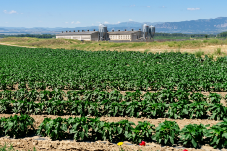 Cultivos del tramo medio del Ebro
