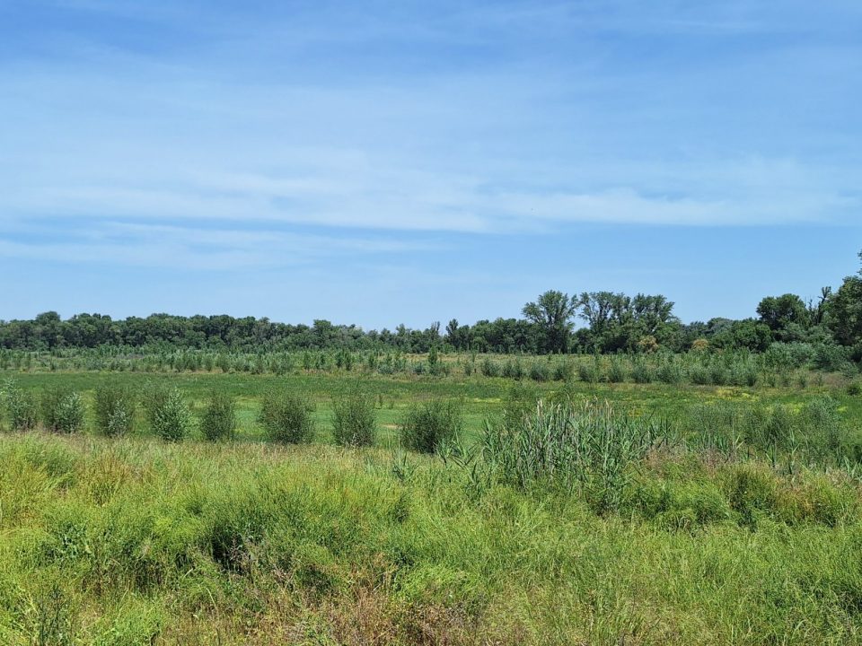 Soto de ribera y plantaciones en el Meandro de La Roza mayo de 2026