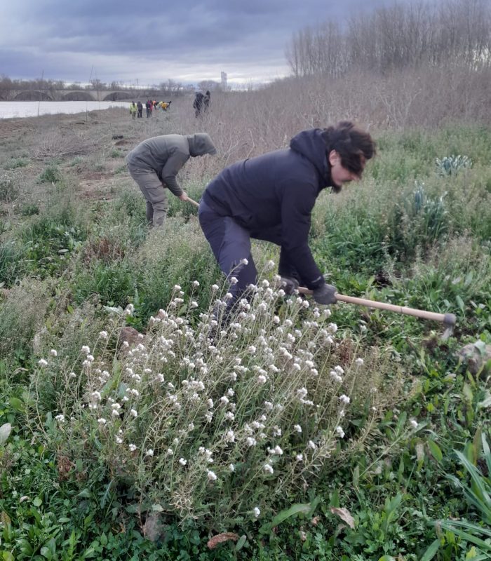 Plantación de los alumnos del IES Gonzalo de Berceo en el cauce de alivio de La Roza, Alfaro, La Rioja